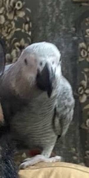 African Grey Parrot 6