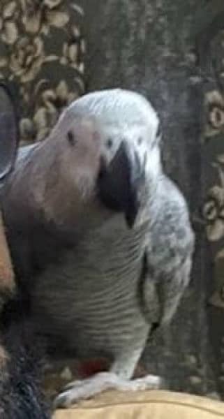 African Grey Parrot 7