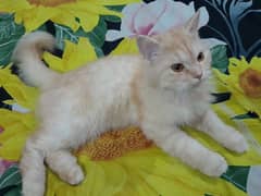 Persian Female Cat for Sale