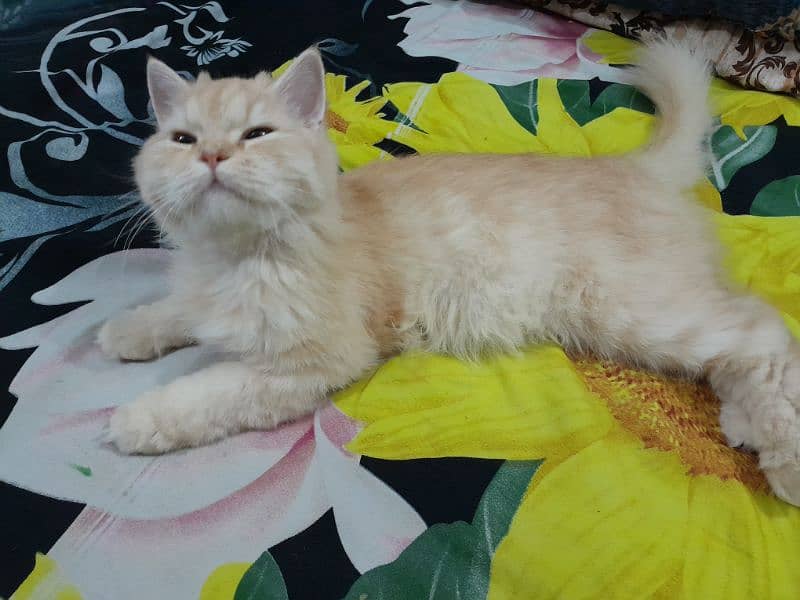 Persian Female Cat for Sale 1