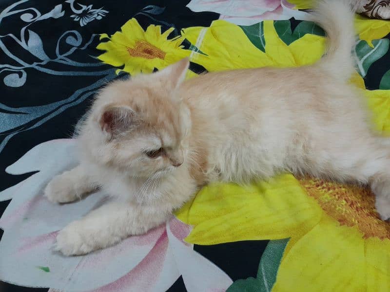 Persian Female Cat for Sale 2