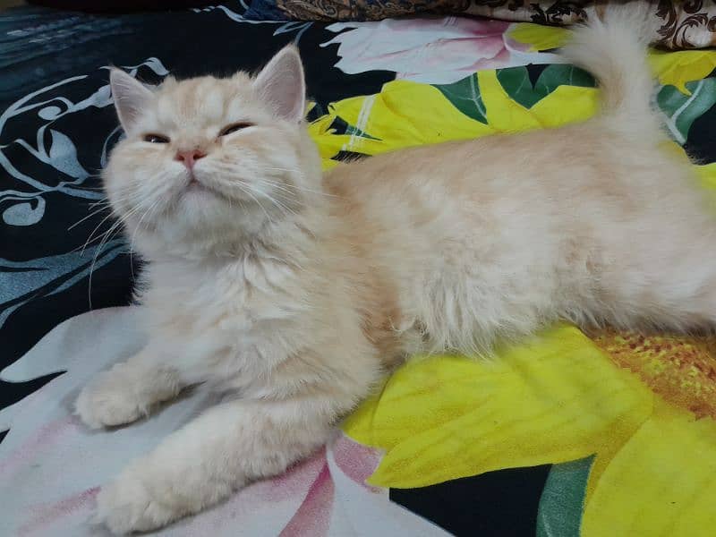 Persian Female Cat for Sale 3