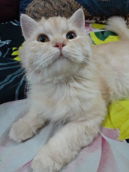 Persian Female Cat for Sale 4