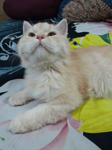 Persian Female Cat for Sale 5