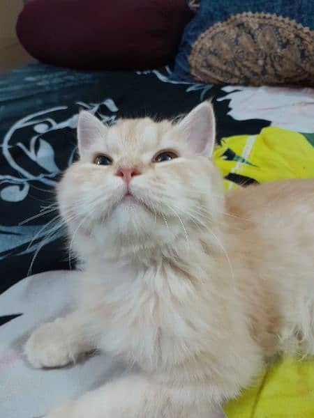 Persian Female Cat for Sale 6