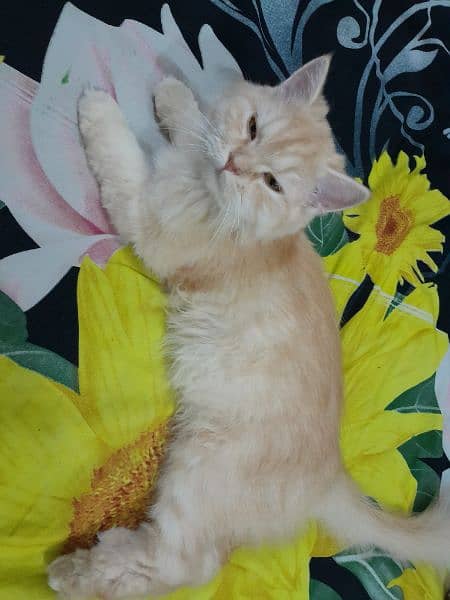 Persian Female Cat for Sale 7