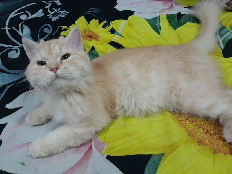 Persian Female Cat for Sale 8