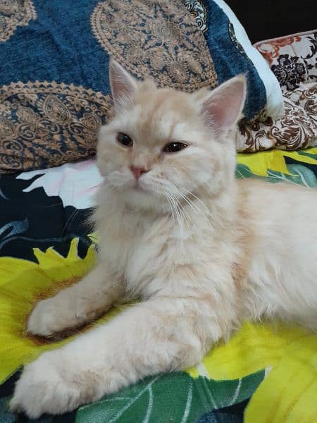 Persian Female Cat for Sale 9