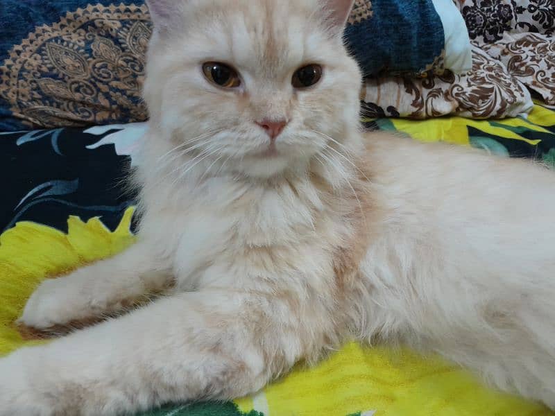 Persian Female Cat for Sale 10