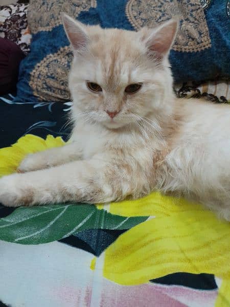 Persian Female Cat for Sale 11