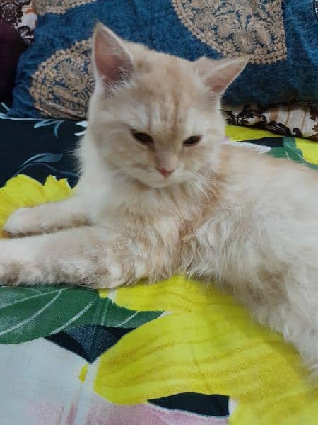 Persian Female Cat for Sale 12