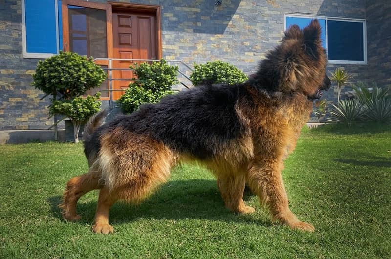 PINK PEDIGREED GERMAN SHEPHERD AVAILABLE 3