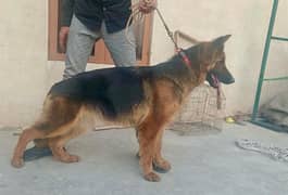 Gsd long coat pedigree female