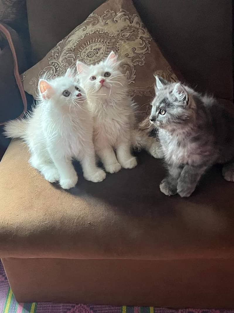 Persian Punch face 3 cats for sale 1