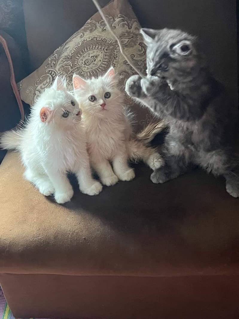 Persian Punch face 3 cats for sale 2