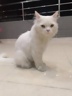 Persian cat double quoted white male