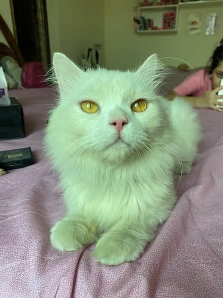 Persian cat double quoted white male 1