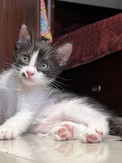 Cute Fluffy Desi Kitten