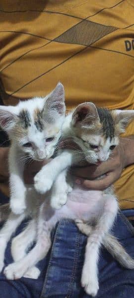 Cute white and brown kittens for free 0