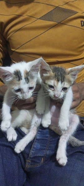 Cute white and brown kittens for free 1