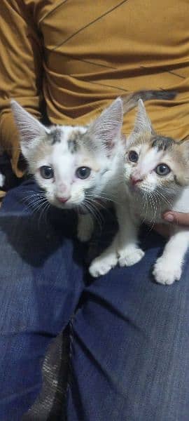 Cute white and brown kittens for free 2