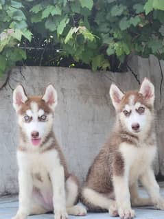 Brown Siberian Husky