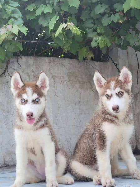 Brown Siberian Husky 0