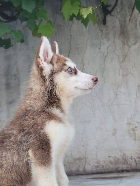 Brown Siberian Husky 1