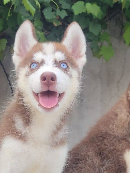 Brown Siberian Husky 2