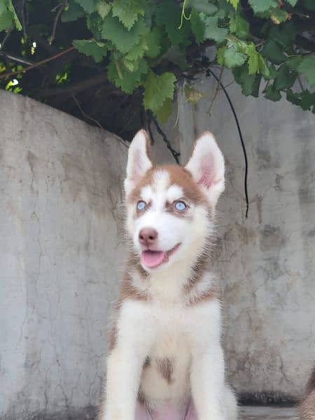 Brown Siberian Husky 3