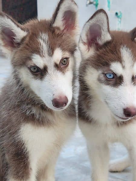 Brown Siberian Husky 4