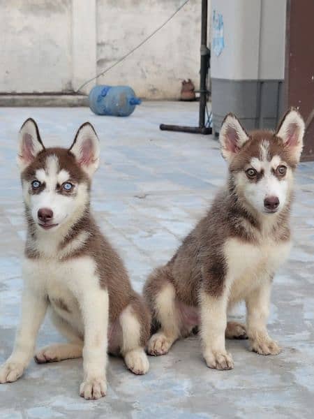 Brown Siberian Husky 5