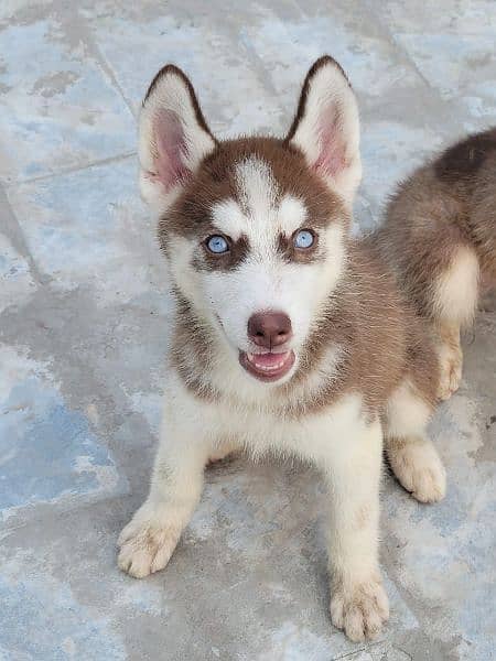 Brown Siberian Husky 6