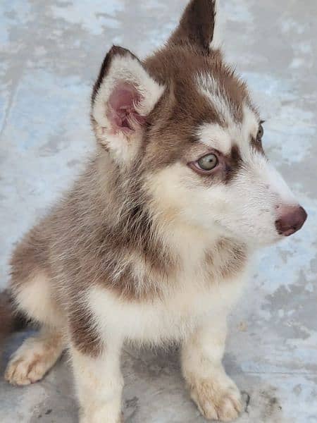 Brown Siberian Husky 7