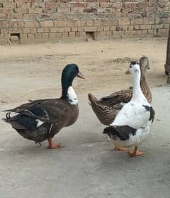 2 female ducks and 1 male for sale