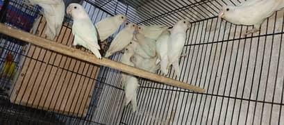 12 albino  breeder pairs