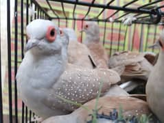 Red Dove | Breeder Pairs