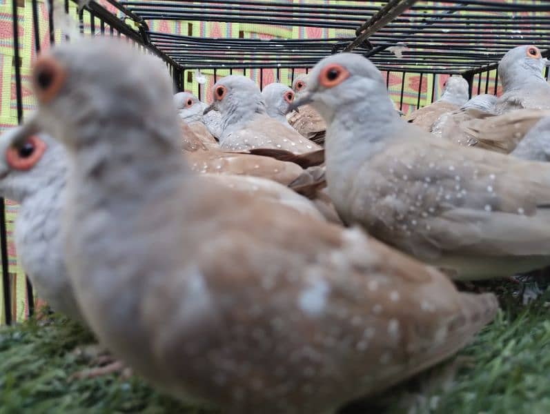 Red Dove | Breeder Pairs 1