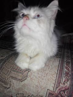 Persian female cat