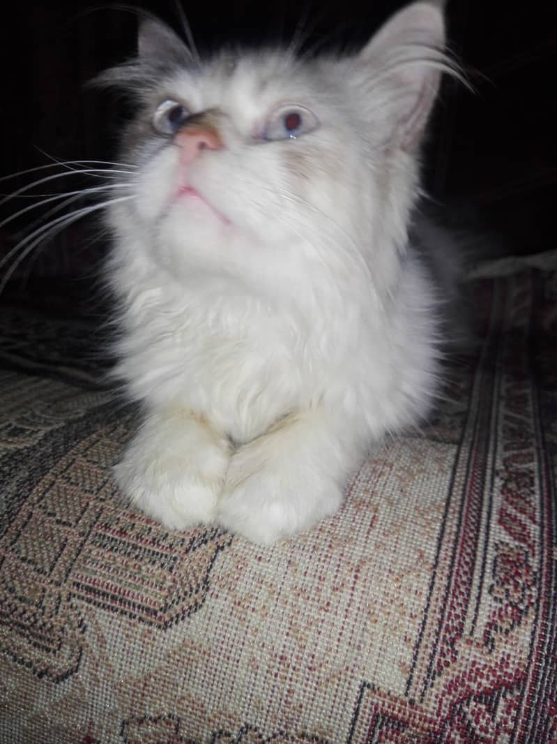 Persian female cat 0