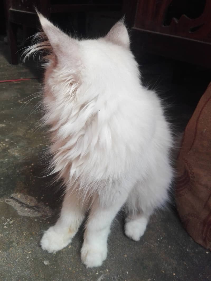 Persian female cat 2