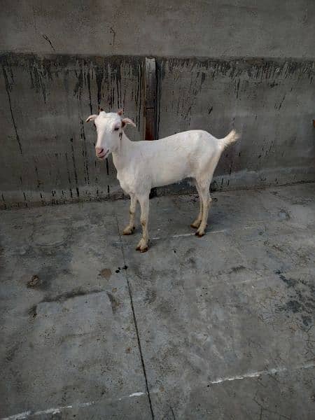 zero size Kodan pure gulabi bakri puri 2 dant confirm cross 4