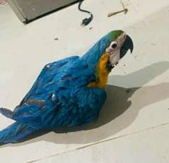 Macaw