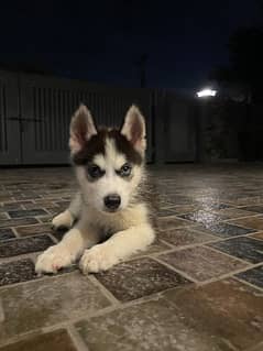 Siberian husky puppies