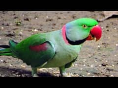 Pahari parrot 0