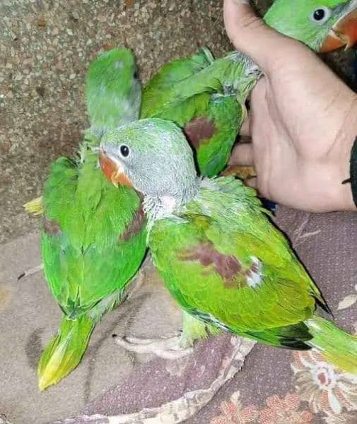 Pahari parrot 2