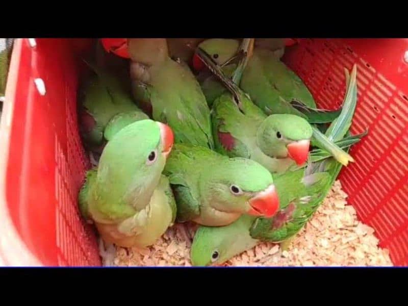 Pahari parrot 3