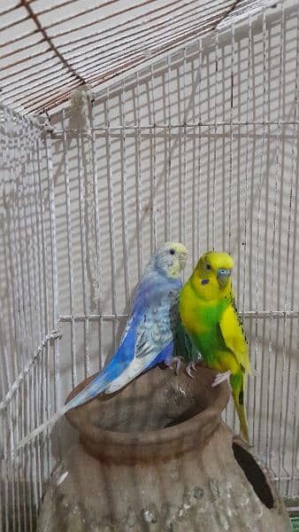 Australian Parrots Adult Pair With Cage 1