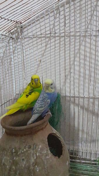 Australian Parrots Adult Pair With Cage 2