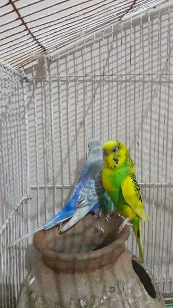 Australian Parrots Adult Pair With Cage 3